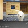 Luxury Dog Kennels Image 7