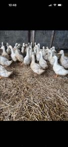 ducks
