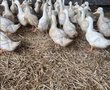 ducks
