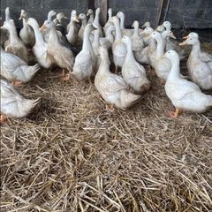 ducks