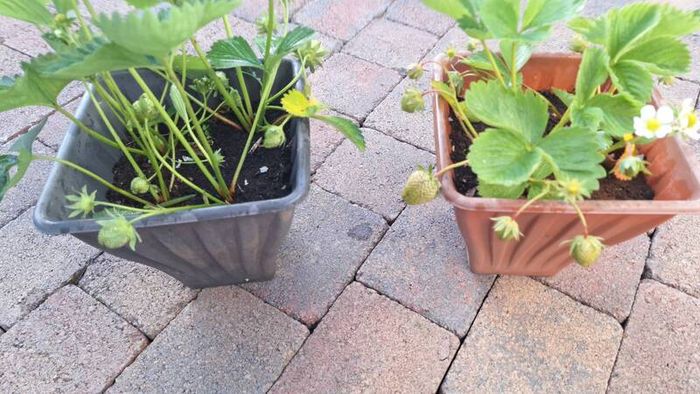 Organic strawberry and wild berries plant