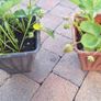 Organic strawberry and wild berries plant Image 3