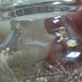 Waterford crystal colleen honey jar and lid in original box ireland Image 6