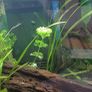 aquarium 50 liters Image 6