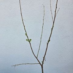 Willow Tree