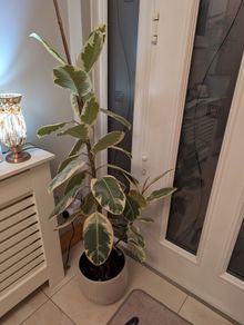 Ficus elastica