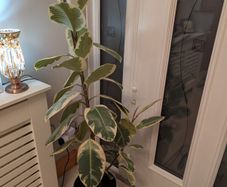 Ficus elastica
