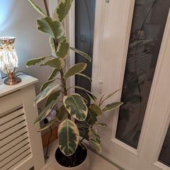 Ficus elastica