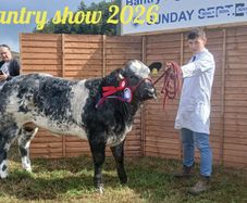 Show heifers