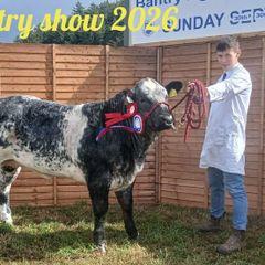 Show heifers