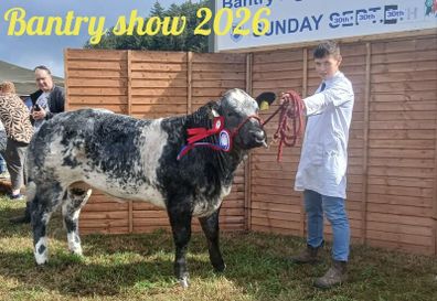 Show heifers