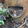 planter Image 2