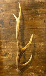 Vintage Deer Antler