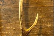 Vintage Deer Antler