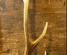 Vintage Deer Antler
