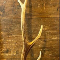 Vintage Deer Antler
