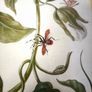 botanical print of passion flowers by Maria Merian by Amazing Rare Things Image 6