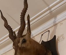 An antique taxidermy Indian Blackbuck Antelope
