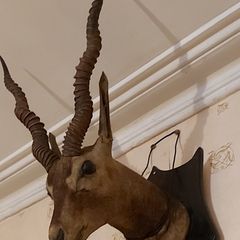 An antique taxidermy Indian Blackbuck Antelope