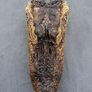 alligator head Image 2