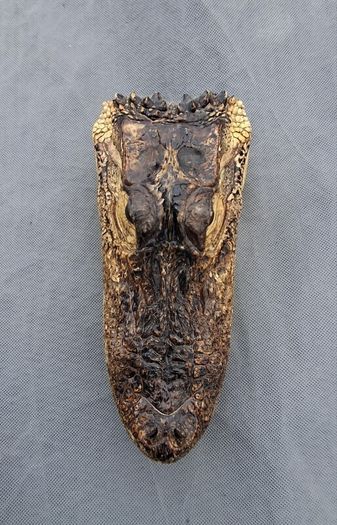 alligator head