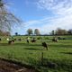 Munster Astroturf