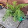 tree fern - dicksonia antarctica Image 5