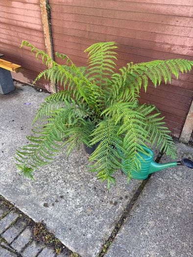 tree fern - dicksonia antarctica