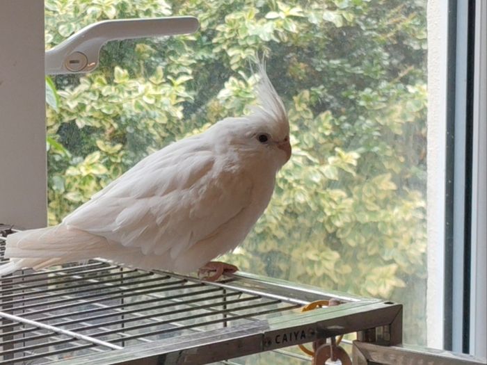 Missing bird (cockatiel) 500EUR CASH REWARD
