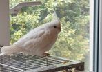 Missing bird (cockatiel) 500EUR CASH REWARD