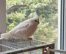 Missing bird (cockatiel) 500EUR CASH REWARD