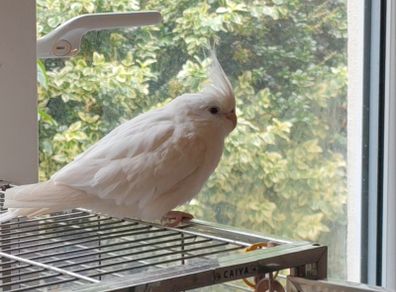 Missing bird (cockatiel) 500EUR CASH REWARD