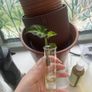 Baby White Butterfly Syngonium Image 2