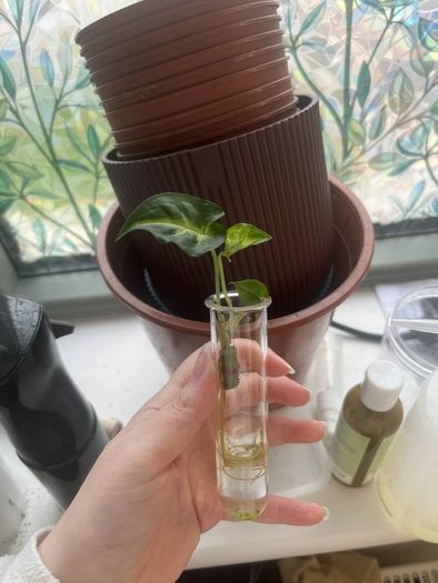 Baby White Butterfly Syngonium