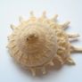 Shells, Home decor, Shell decorations.New Image 4