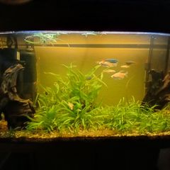 Fish tank