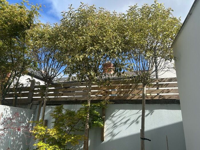 Trees