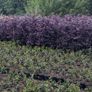 Hedging in Variety in 3 litre pot from 5 euro Image 3