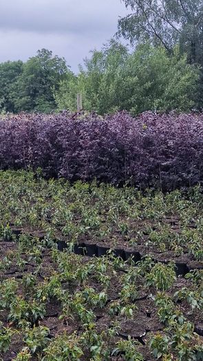 Hedging in Variety in 3 litre pot from 5 euro