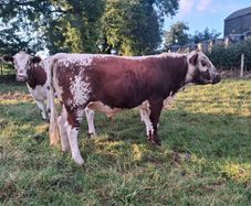 Pedigree Irish Moiled Bull
