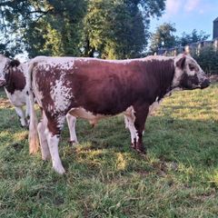 Pedigree Irish Moiled Bull
