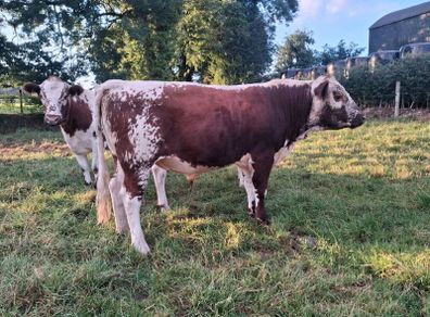 Pedigree Irish Moiled Bull