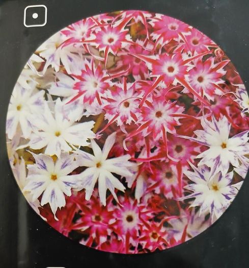 Drummond's Phlox Twinkle Star seeds. 0.2 g