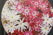 Drummond's Phlox Twinkle Star seeds. 0.2 g
