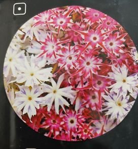 Drummond's Phlox Twinkle Star seeds. 0.2 g
