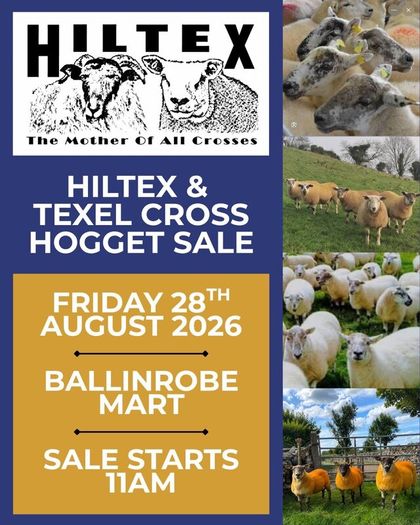 Texel X lambs