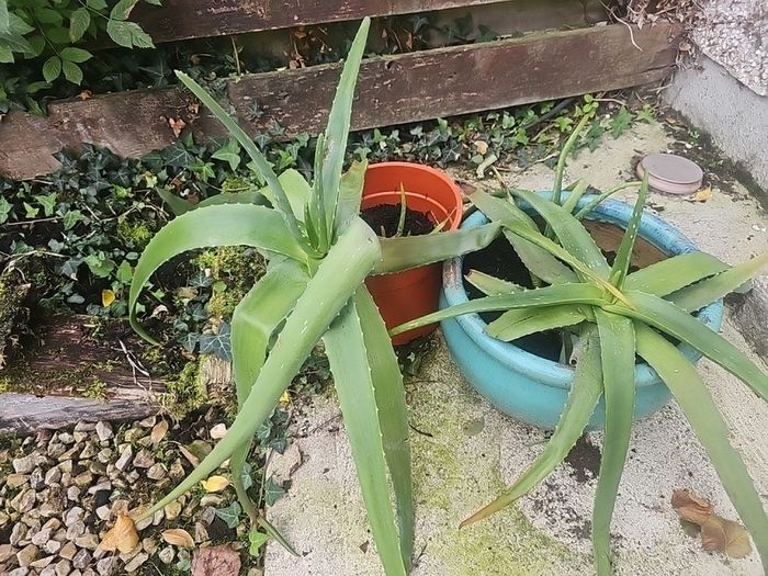 aloe vera plants