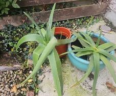 aloe vera plants