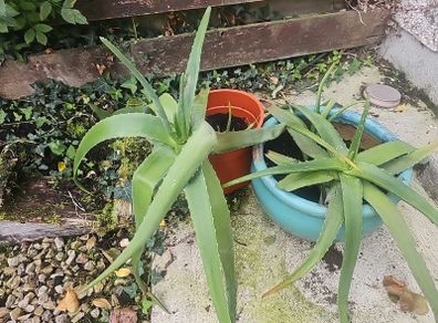 aloe vera plants