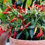 chili pepper plants Image 2